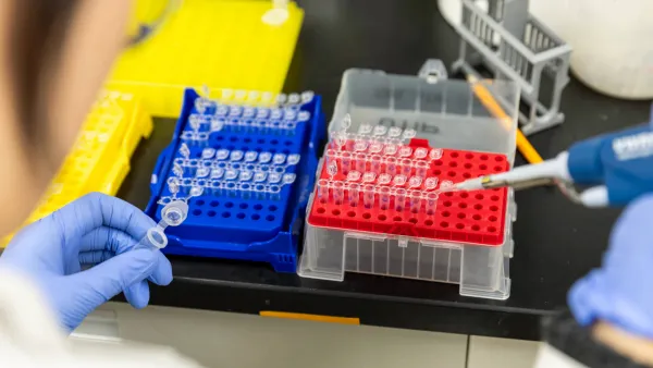 A laboratory technician wearing blue gloves transfers liquid with a pipette into rows of small clear test tubes arranged in red and blue plastic racks on a lab bench.
